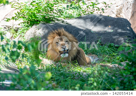 A male African lion resting in the shade of a tree. A male African lion resting in the shade of a tree. 142055414