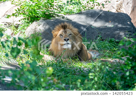 A male African lion resting in the shade of a tree. A male African lion resting in the shade of a tree. 142055423