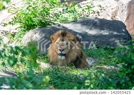 A male African lion resting in the shade of a tree. A male African lion resting in the shade of a tree. 142055425