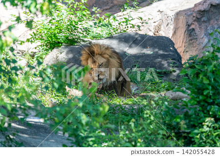 A male African lion resting in the shade of a tree. A male African lion resting in the shade of a tree. 142055428