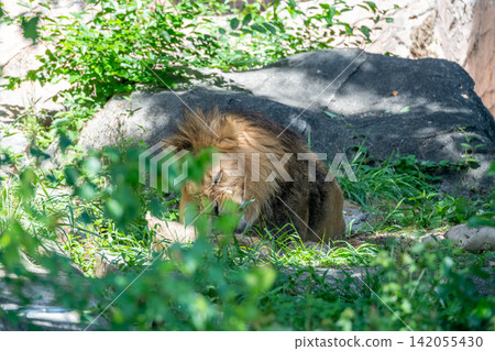 A male African lion resting in the shade of a tree. A male African lion resting in the shade of a tree. 142055430
