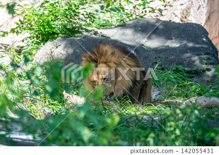 A male African lion resting in the shade of a tree. A male African lion resting in the shade of a tree. 142055431