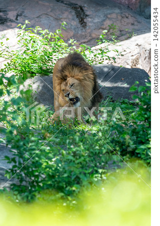A male African lion resting in the shade of a tree. A male African lion resting in the shade of a tree. 142055434