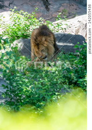 A male African lion resting in the shade of a tree. A male African lion resting in the shade of a tree. 142055436
