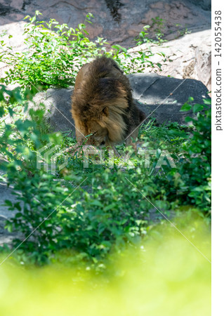 A male African lion resting in the shade of a tree. A male African lion resting in the shade of a tree. 142055438