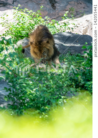 A male African lion resting in the shade of a tree. A male African lion resting in the shade of a tree. 142055441