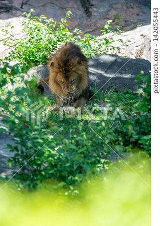 A male African lion resting in the shade of a tree. A male African lion resting in the shade of a tree. 142055443