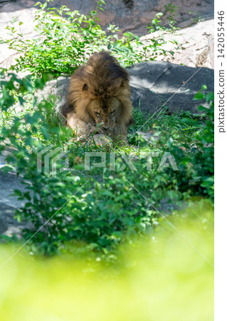 A male African lion resting in the shade of a tree. A male African lion resting in the shade of a tree. 142055446