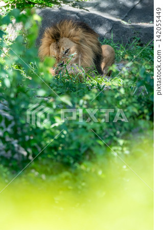 A male African lion resting in the shade of a tree. A male African lion resting in the shade of a tree. 142055449