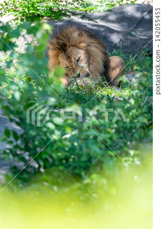 一頭雄性非洲獅在樹蔭下休息。 一頭雄性非洲獅在樹蔭下休息。 142055455