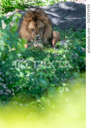A male African lion resting in the shade of a tree. A male African lion resting in the shade of a tree. 142055456