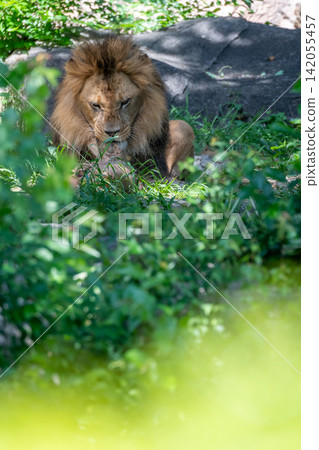 A male African lion resting in the shade of a tree. A male African lion resting in the shade of a tree. 142055457