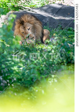 A male African lion resting in the shade of a tree. A male African lion resting in the shade of a tree. 142055463