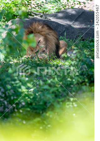 A male African lion resting in the shade of a tree. A male African lion resting in the shade of a tree. 142055467