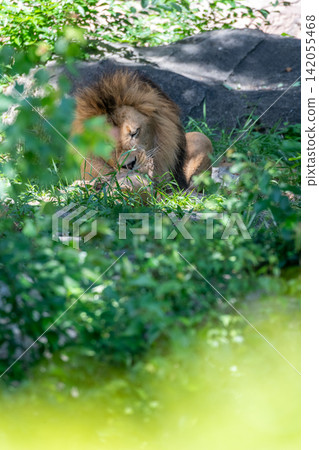 A male African lion resting in the shade of a tree. A male African lion resting in the shade of a tree. 142055468