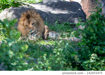 A male African lion resting in the shade of a tree. A male African lion resting in the shade of a tree. 142055475