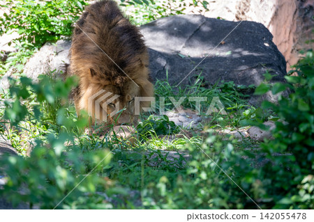 A male African lion resting in the shade of a tree. A male African lion resting in the shade of a tree. 142055478