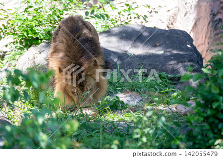 A male African lion resting in the shade of a tree. A male African lion resting in the shade of a tree. 142055479