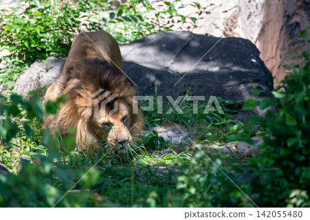 A male African lion resting in the shade of a tree. A male African lion resting in the shade of a tree. 142055480