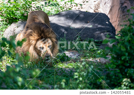 A male African lion resting in the shade of a tree. A male African lion resting in the shade of a tree. 142055481