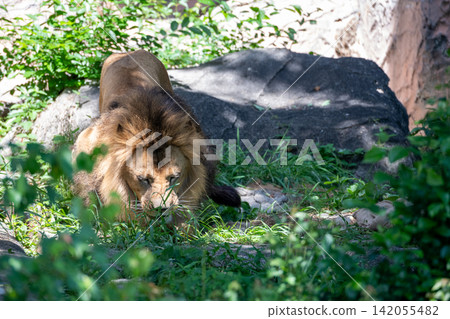 A male African lion resting in the shade of a tree. A male African lion resting in the shade of a tree. 142055482