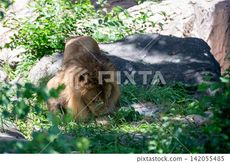 A male African lion resting in the shade of a tree. A male African lion resting in the shade of a tree. 142055485