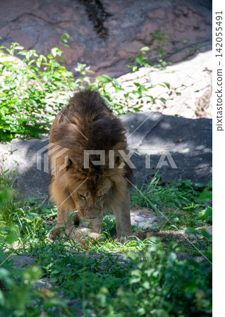 A male African lion resting in the shade of a tree. A male African lion resting in the shade of a tree. 142055491