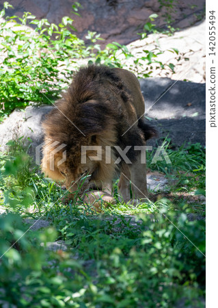 A male African lion resting in the shade of a tree. A male African lion resting in the shade of a tree. 142055494