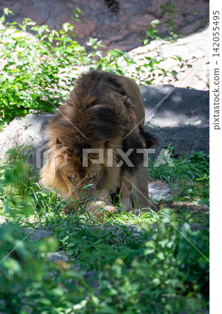 A male African lion resting in the shade of a tree. A male African lion resting in the shade of a tree. 142055495