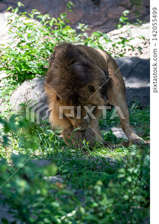 A male African lion resting in the shade of a tree. A male African lion resting in the shade of a tree. 142055499
