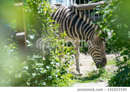 Chapman zebra Chapman zebra 142055595