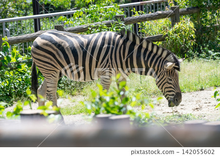 Chapman zebra Chapman zebra 142055602