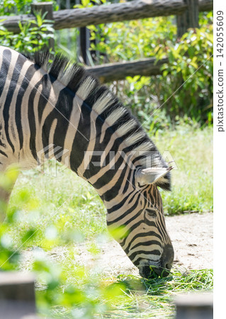 Chapman zebra Chapman zebra 142055609