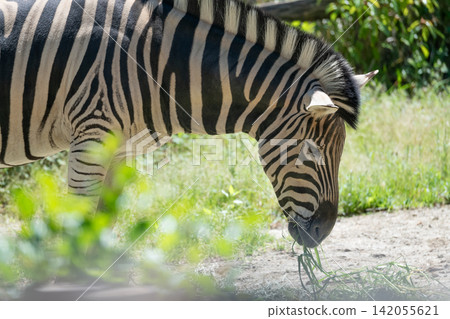 Chapman zebra Chapman zebra 142055621