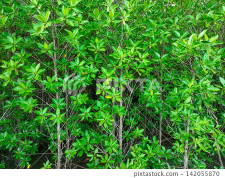 Green mangrove forest. Mangroves trees capture CO2. Natural carbon sinks. Blue carbon ecosystems. Mangroves absorb carbon dioxide emissions. Earth's natural defense against climate change. Wetlands. 142055870