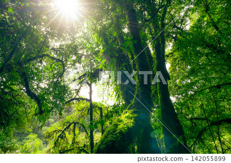 Green tree forest with sunlight through green leaves. Natural carbon capture and carbon credit concept. Sustainable forest management. Trees absorb carbon dioxide. Natural carbon sink. Environment day Green tree forest with sunlight through green leaves. Natural carbon capture and carbon credit concept. Sustainable forest management. Trees absorb carbon dioxide. Natural carbon sink. Environment day 142055899