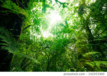 Green tree forest with sunlight through green leaves. Natural carbon capture and carbon credit concept. Sustainable forest management. Trees absorb carbon dioxide. Natural carbon sink. Environment day 142055900