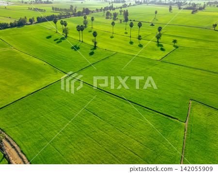 Aerial view of lush green rice field with sugar palm trees. Sustainable agriculture landscape. Sustainable rice farming. Rice cultivation. Green landscape. Organic farming. Sustainable land use. Aerial view of lush green rice field with sugar palm trees. Sustainable agriculture landscape. Sustainable rice farming. Rice cultivation. Green landscape. Organic farming. Sustainable land use. 142055909