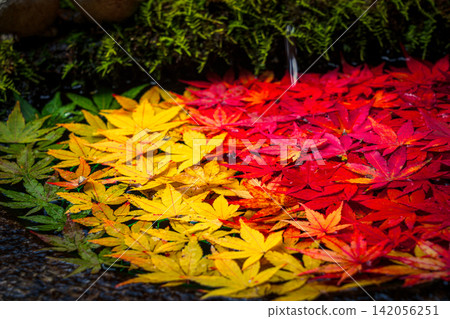 This photograph was taken in the grounds of Yanagiya Kannon Temple in Nishikishu, Nagaokakyo City, Kyoto Prefecture. This photograph was taken in the grounds of Yanagiya Kannon Temple in Nishikishu, Nagaokakyo City, Kyoto Prefecture. 142056251