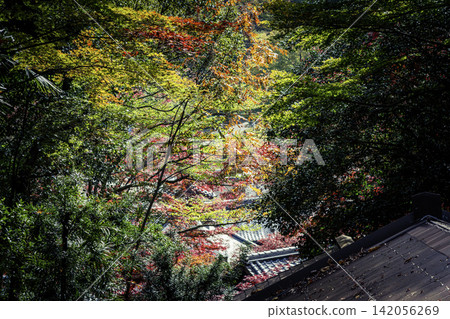 這張照片拍攝於京都府長岡京市錦州市柳屋觀音寺內。 這張照片拍攝於京都府長岡京市錦州市柳屋觀音寺內。 142056269