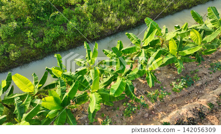 Banana trees growing beside irrigation canals in a tropical organic farm. Sustainable agriculture, efficient water management, healthy crop cultivation, and environmentally responsible farming. Banana trees growing beside irrigation canals in a tropical organic farm. Sustainable agriculture, efficient water management, healthy crop cultivation, and environmentally responsible farming. 142056309