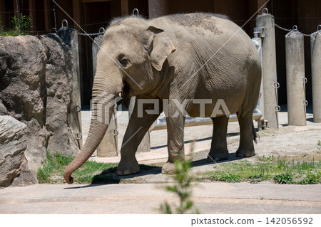 Asian elephant Asian elephant 142056592
