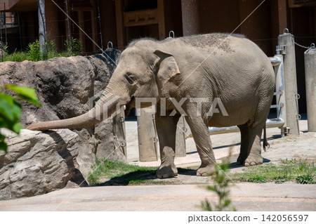 Asian elephant Asian elephant 142056597