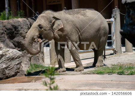Asian elephant Asian elephant 142056606