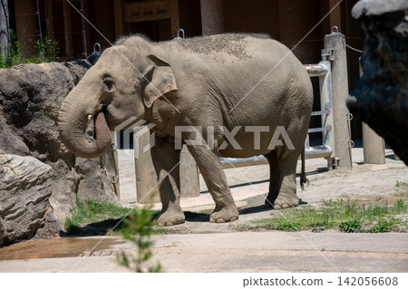 Asian elephant Asian elephant 142056608