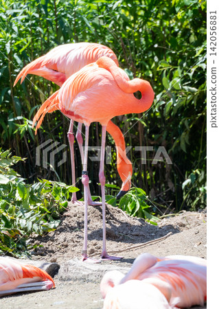 Beni Iro Flamingo Beni Iro Flamingo 142056881