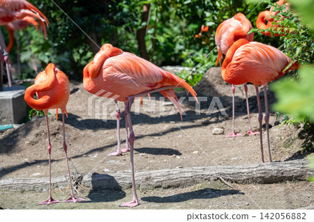 Beni Iro Flamingo 142056882