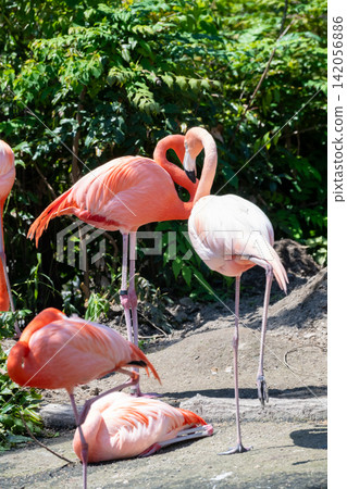 Beni Iro Flamingo Beni Iro Flamingo 142056886