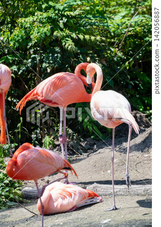 Beni Iro Flamingo Beni Iro Flamingo 142056887