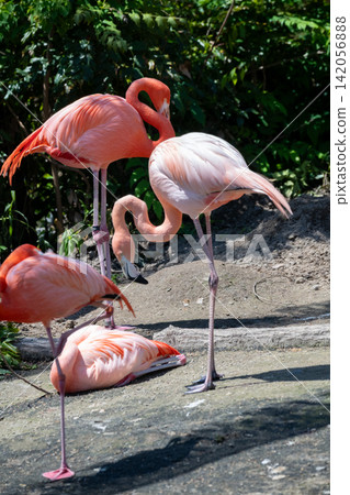 Beni Iro Flamingo Beni Iro Flamingo 142056888